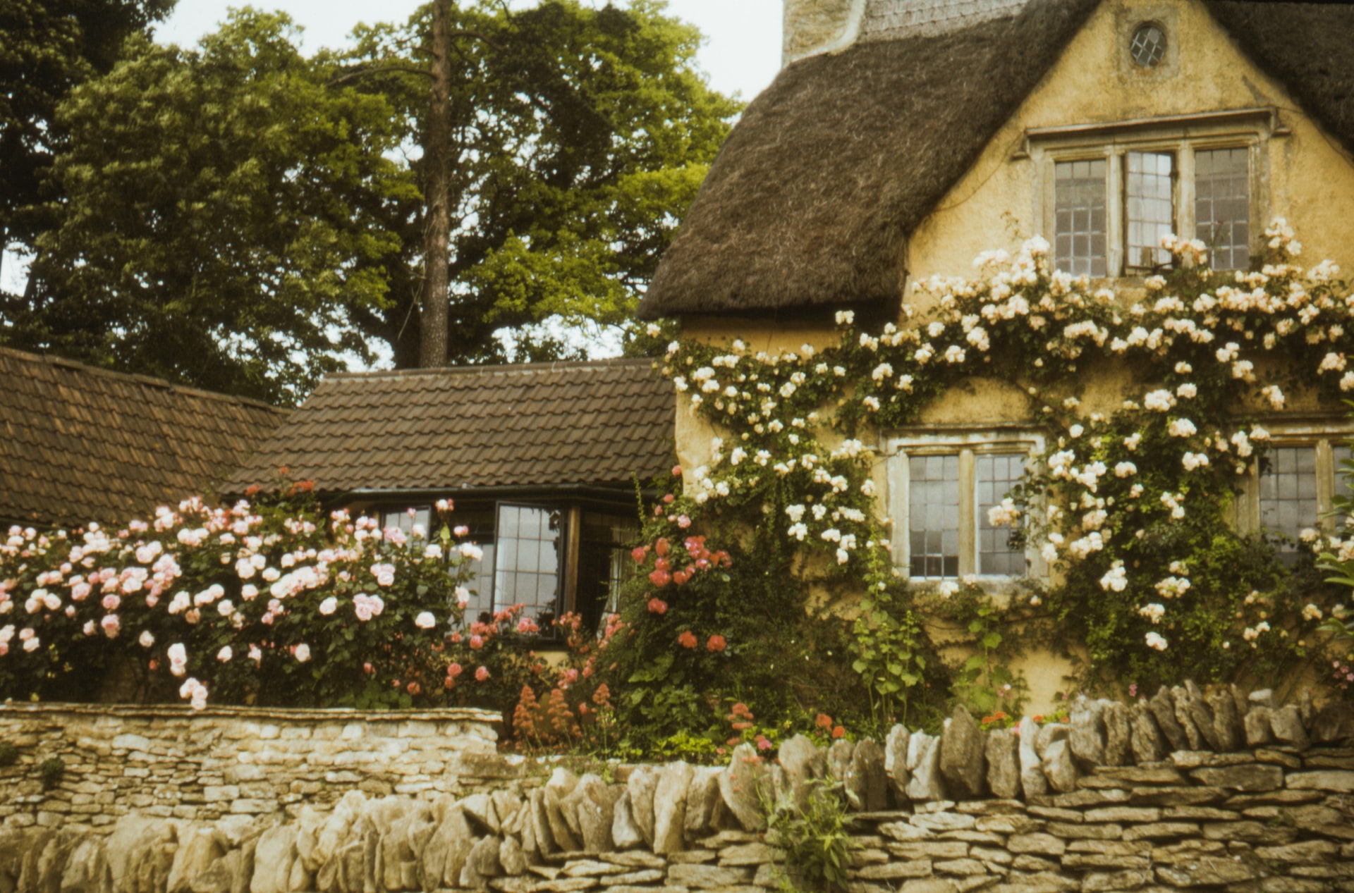 Reetdach-Cottage, überwuchert von Rosen und mit Kopfsteinpflaster im Vordergrund. Alles in desaturierten retro-Farben gehalten.