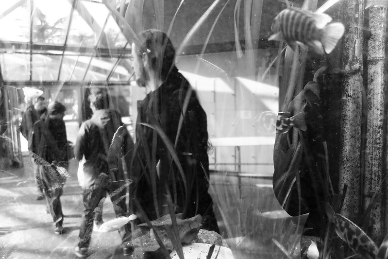 Schwart-Weiß-Aufnahme von Menschen, im Aquarium gespiegelt