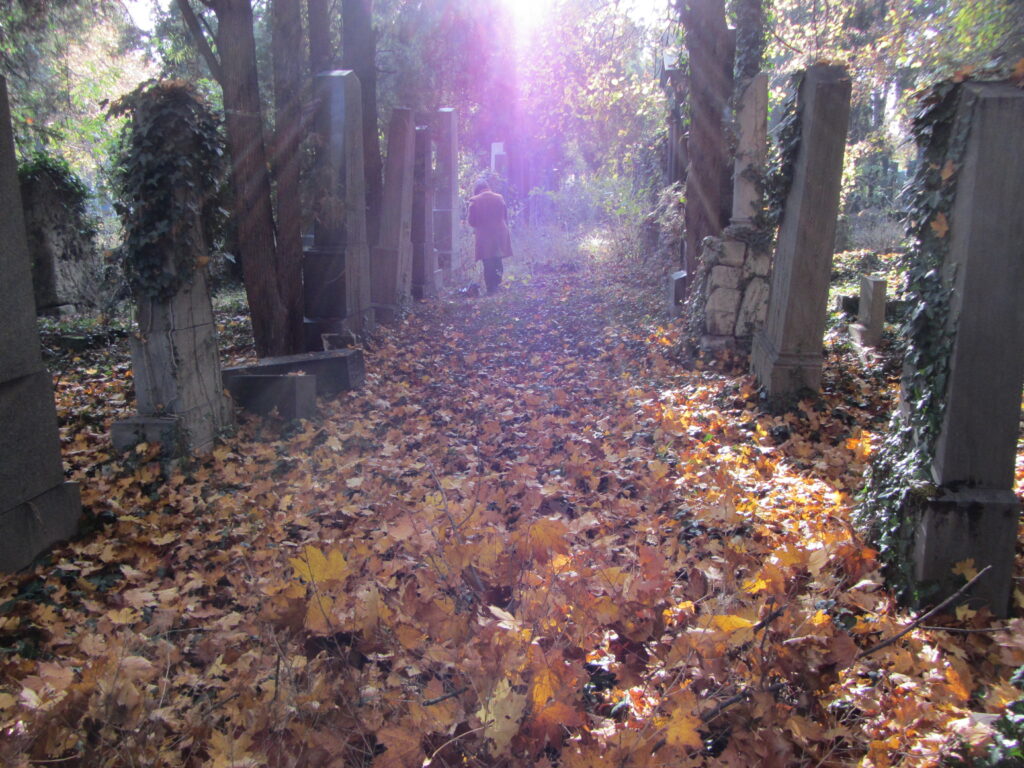  Zentralfriedhof Wien, Gräberreihen im Gegenlicht, Herbstlaub türmt sich am Boden, die Grabsteine sind mit Efeu überrankt. Am Ende der Reihe sieht man eine Person von hinten.