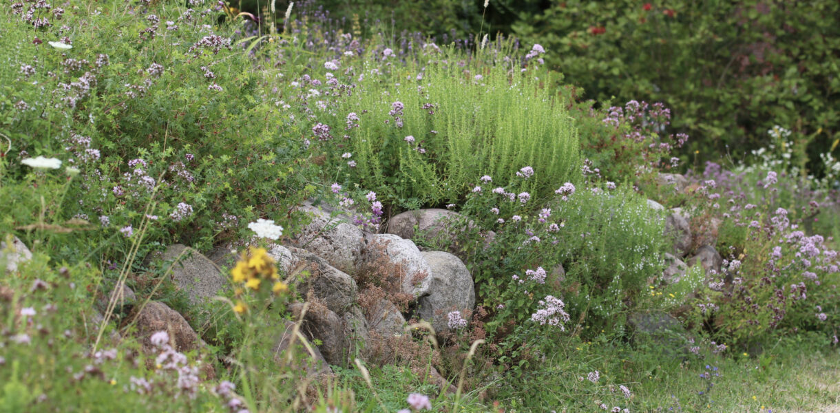Eine von Wildblumen bewachsene Steinmnauer vor Heckenkulisse
