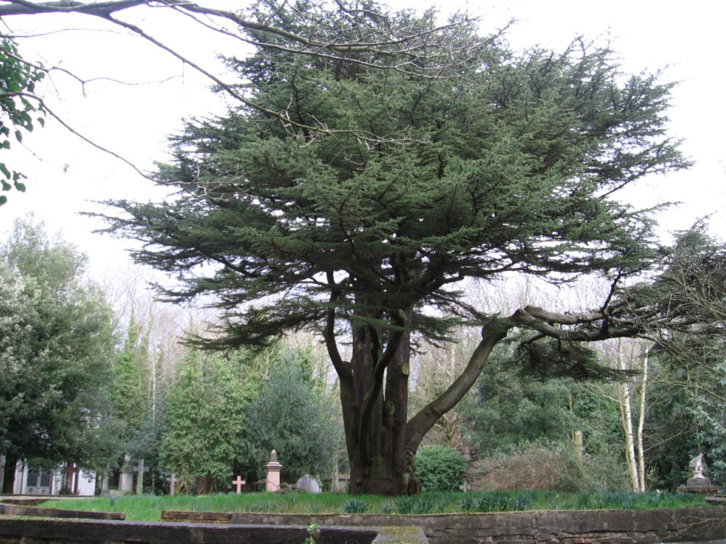 Die Cedar of Lebanon auf dem Highgate Cemetary, ein knorriger immergrüner Baum vor grauem Himmel