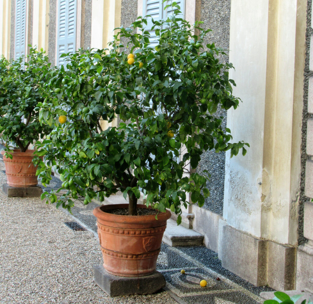 Ein Zitronenbäumchen wächst in einem Kübel vor einem Gebäude. Reife Früchte hängen an den Ästen und liegen auf dem Boden. Im Hintergrund steht ein weiteres Zitrusbäumchen.