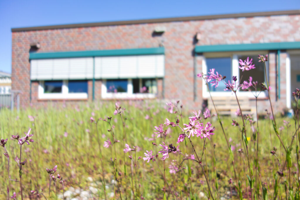 Violette Blumen blühen auf einem Gründach. Im Hintergrund ist ein weiterer Gebäudeteil zu sehen.