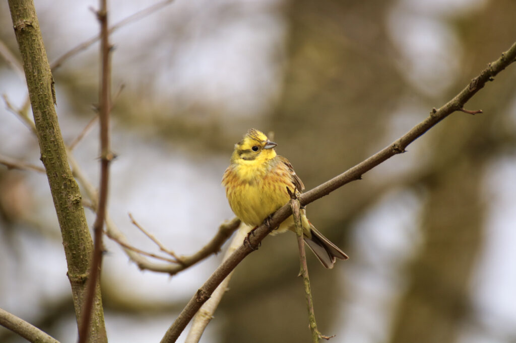 Eine strahlend gelbe Goldammer, ein kleiner gelber Vogel, sitzt auf einem kahlen Zweig