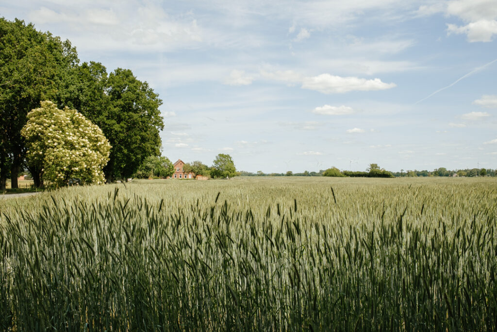 Idyllisches Land: Auf einem Feld wächst Korn. Darüber erstreckt sich blauer Himmel.