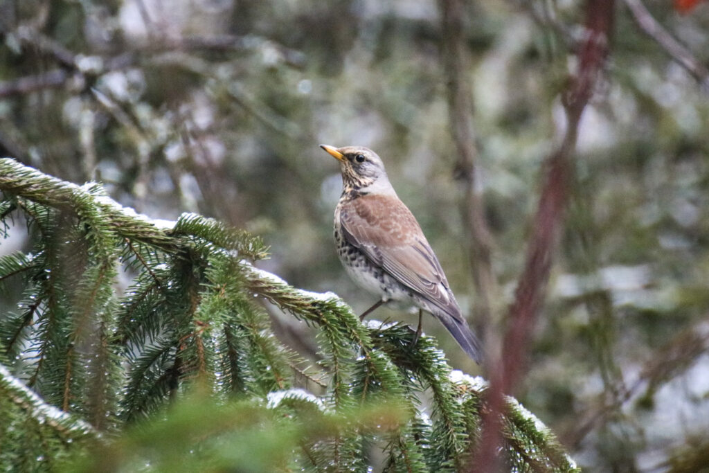 Eine Wacholderdrossel, ein brauner Vogel mit geflecktem Bauch, sitzt auf einem Tannenzweig auf dem Schnee liegt