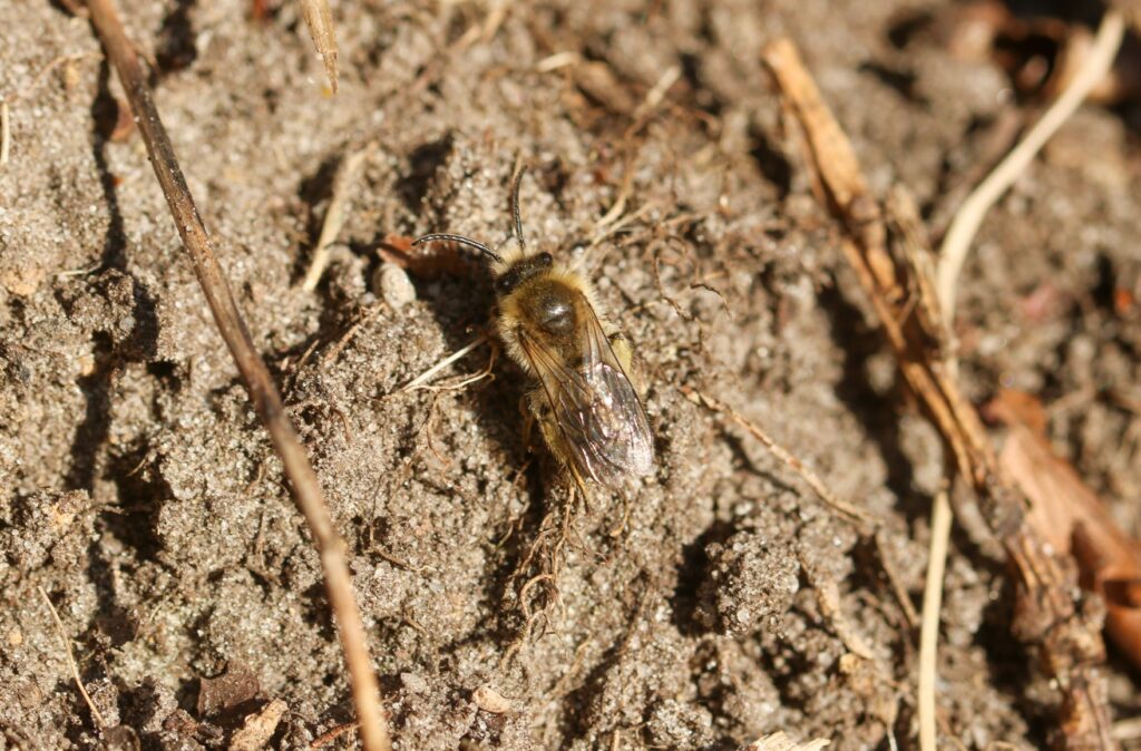Eine braune Wildbiene auf Sandboden