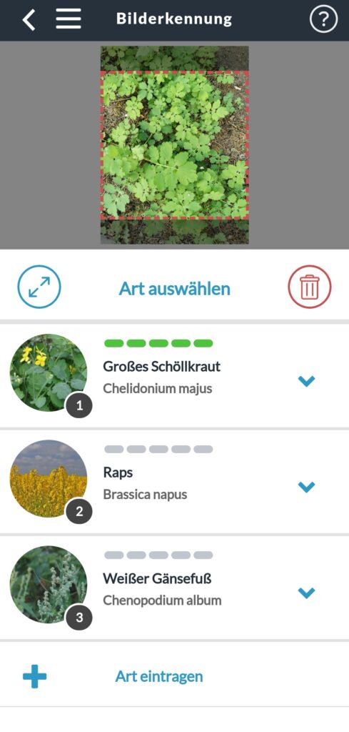 Screenshot des Bilderkennungsbildschirms der Pflanzenbestimmungs-App Naturblick