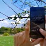 Eine Smartphone-Kamera wird auf einen Zweig gerichtet, um eine Pflanze mit der Pflanzenbestimmungs-App Naturblick zu bestimmen.