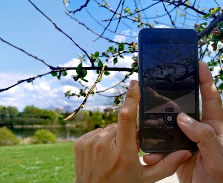 Eine Smartphone-Kamera wird auf einen Zweig gerichtet, um eine Pflanze mit der Pflanzenbestimmungs-App Naturblick zu bestimmen.