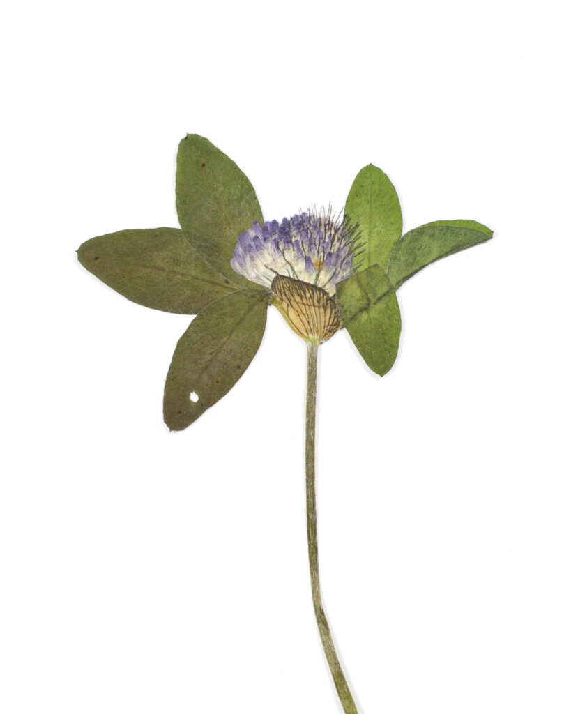 Gepresste Pflanze mit blauer Blüte und sechs Blättern.