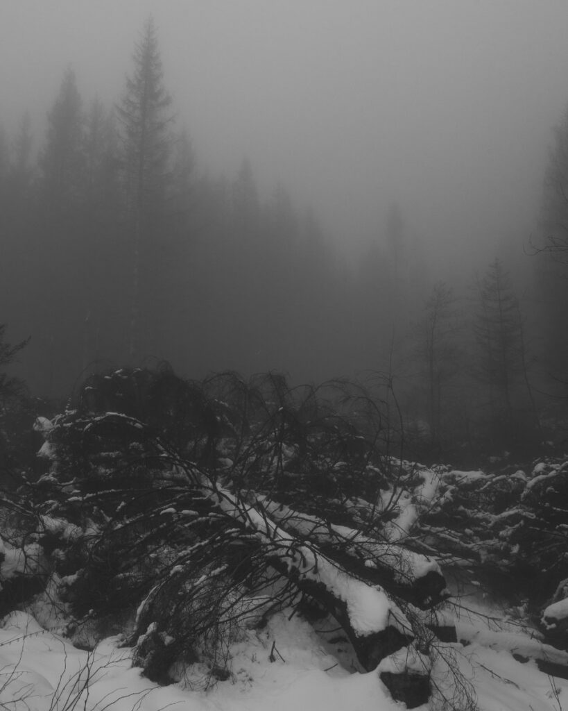 Schwarz-Weiss-Aufnahme von umgefallenen Bäumen, die mit Schnee bedeckt sind.