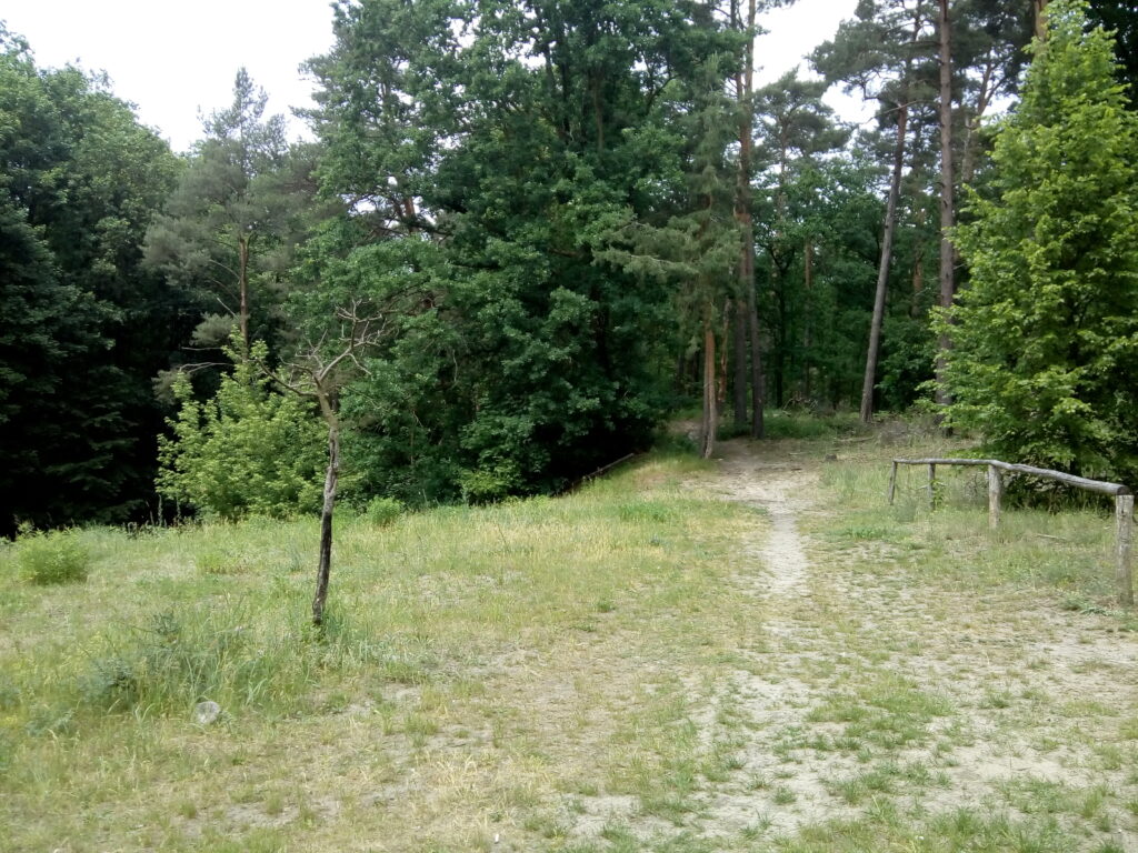 Ein Stück Wald mit braun-vertrocknetem Boden