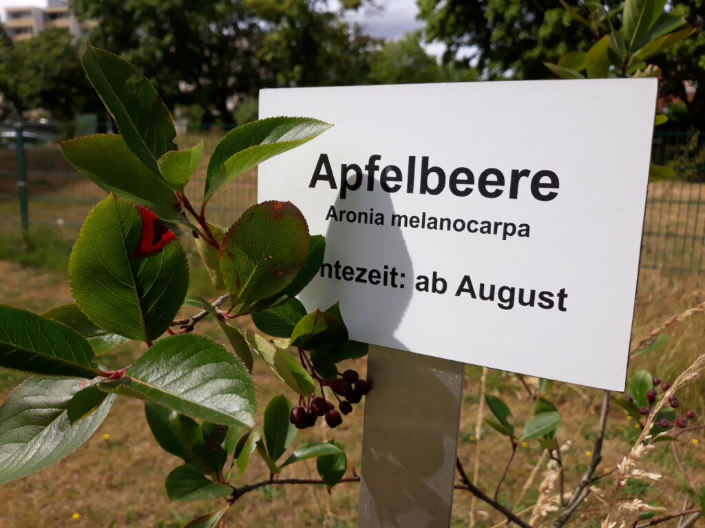Ein Beerenbusch mit violetten Früchten, daneben ein Schild das informiert: Apfelbeere (Aronia melanocarpa) Erntezeit: ab August.