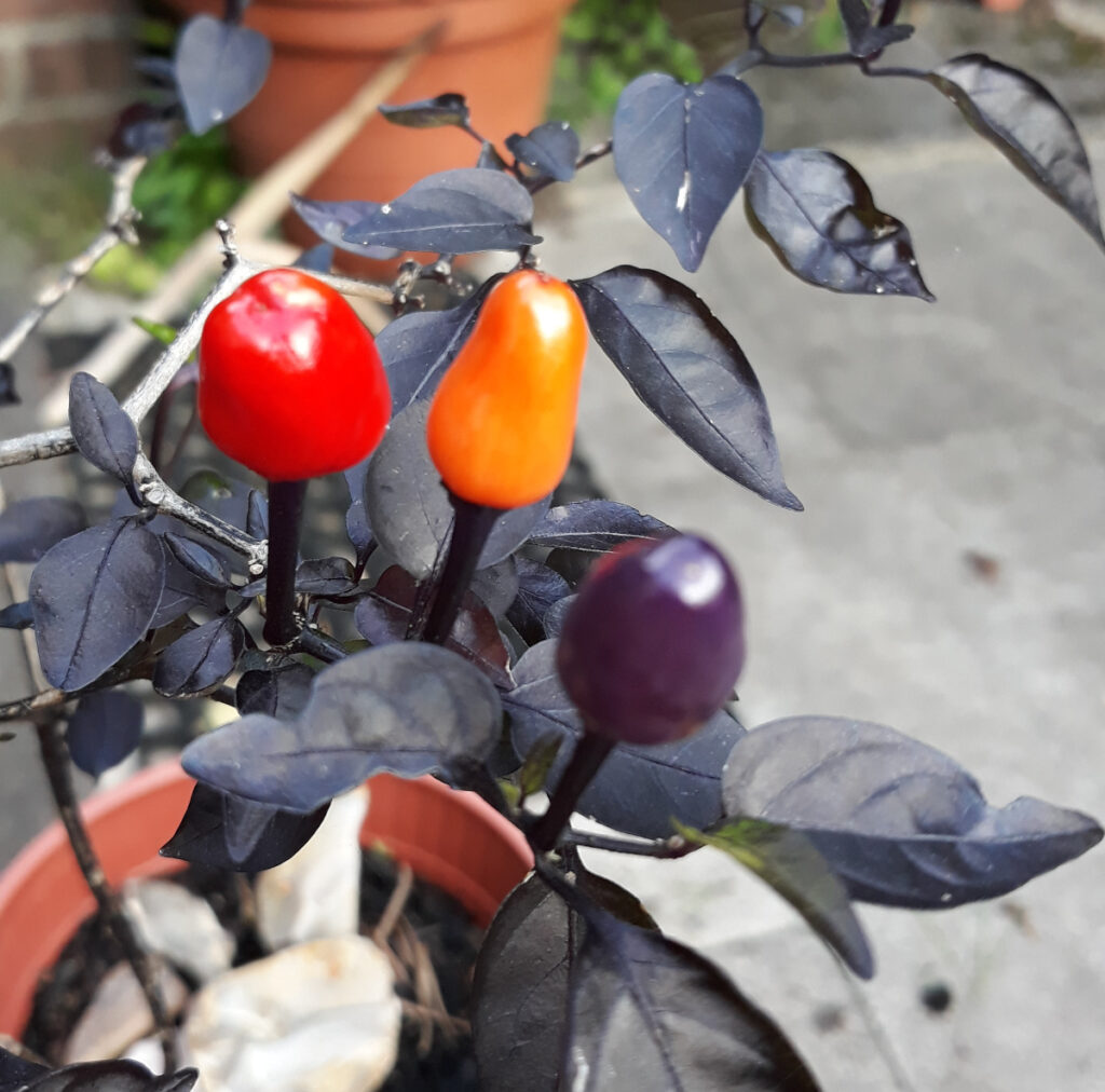 Drei Chilis in unterschiedlichen reifegraden - violett, orange und rot, an einer Pflanze mit dunkelvioletten Blättern.