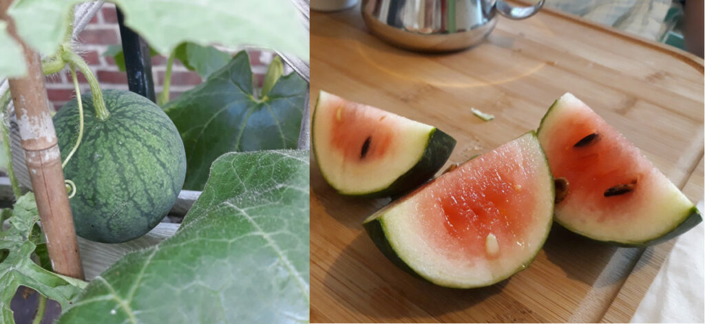 Eine Bildmontage: Links hängt eine kleine Wassermelone am Strauch. Rechts liegt sie aufgeschnitten auf einem Brettchen