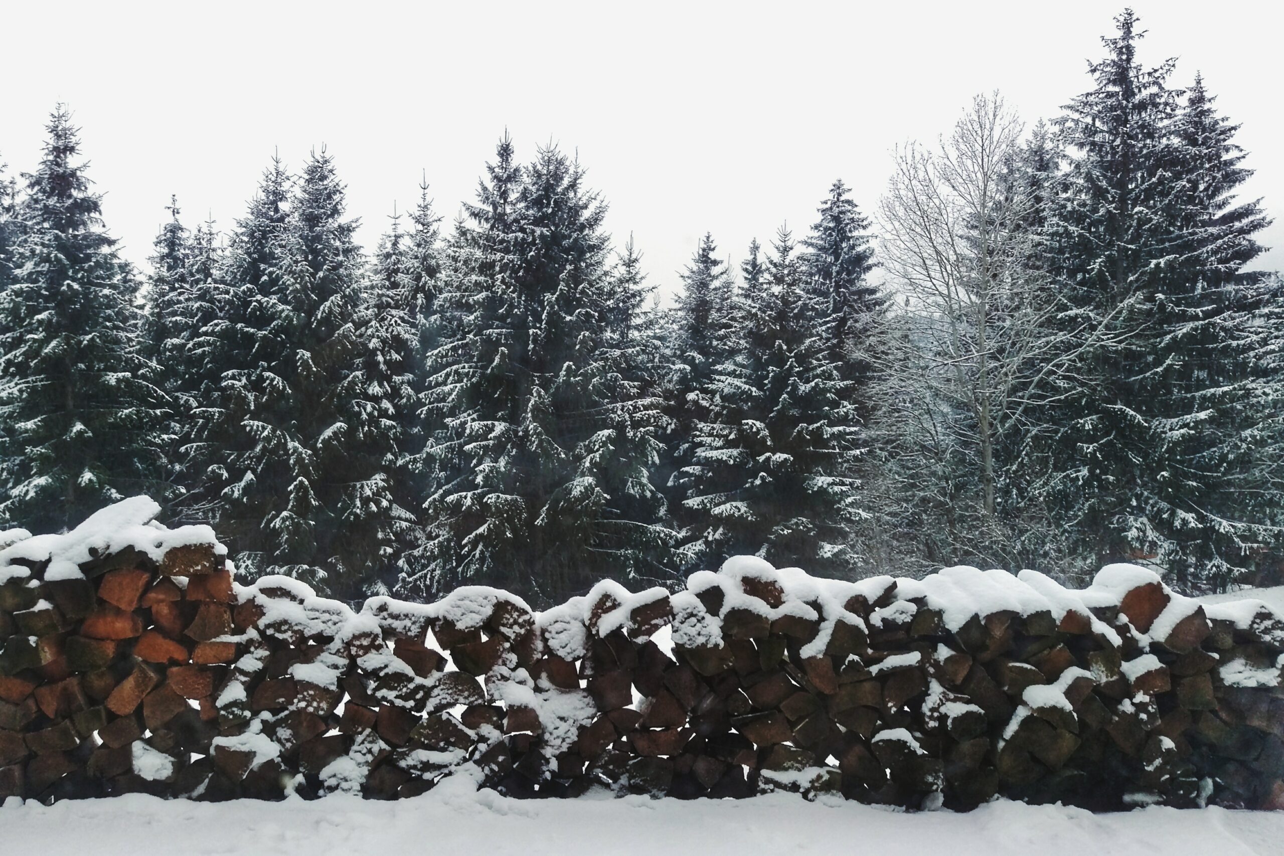 Ein beschneiter Nadelwald im Winter, im Vordergrund aufgestapetes Brennholz