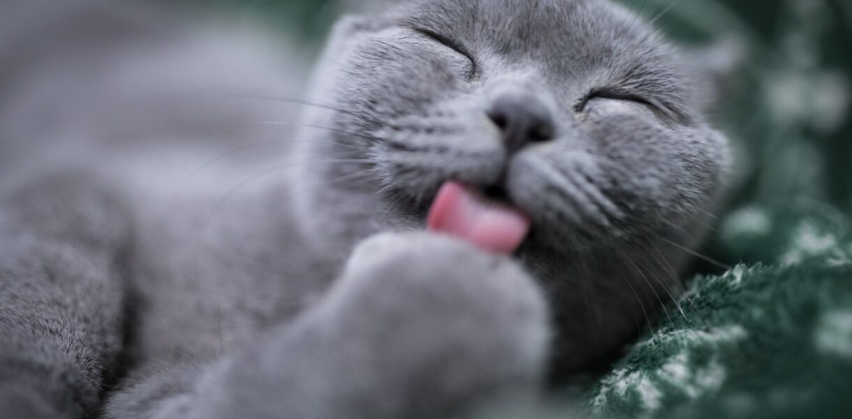 dicke graue Katze leckt ihre Fote, ihre Azgen sehen aus, als ob sie lächelt