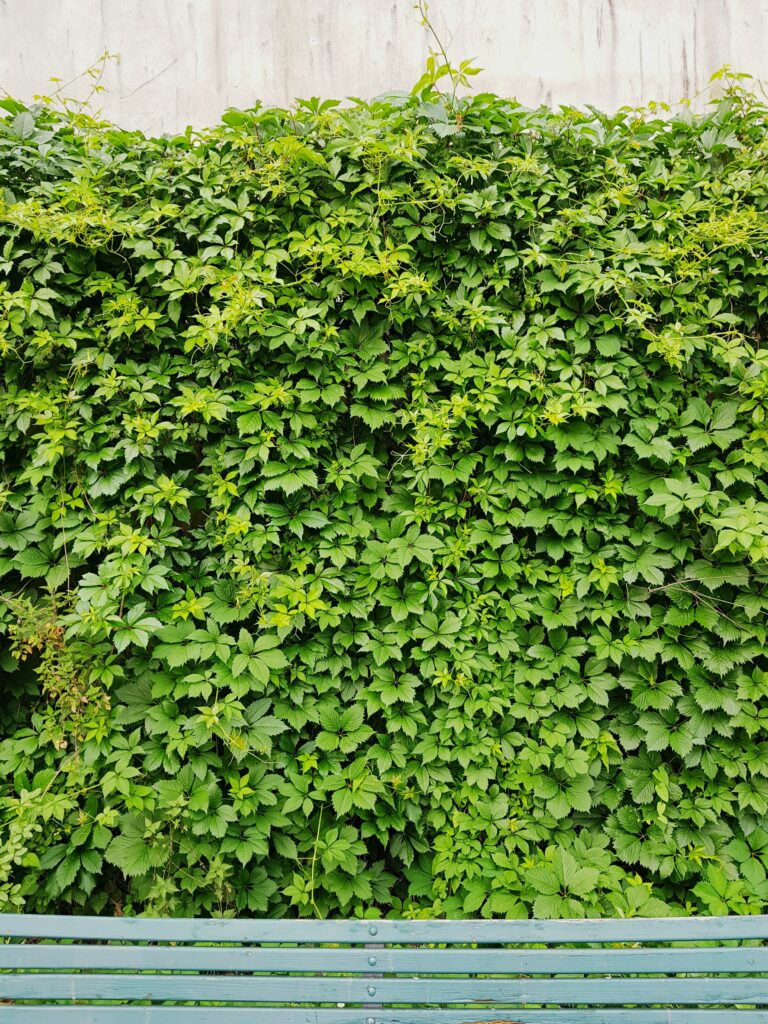 Grüne Pflanzen auf einer Betonmauer