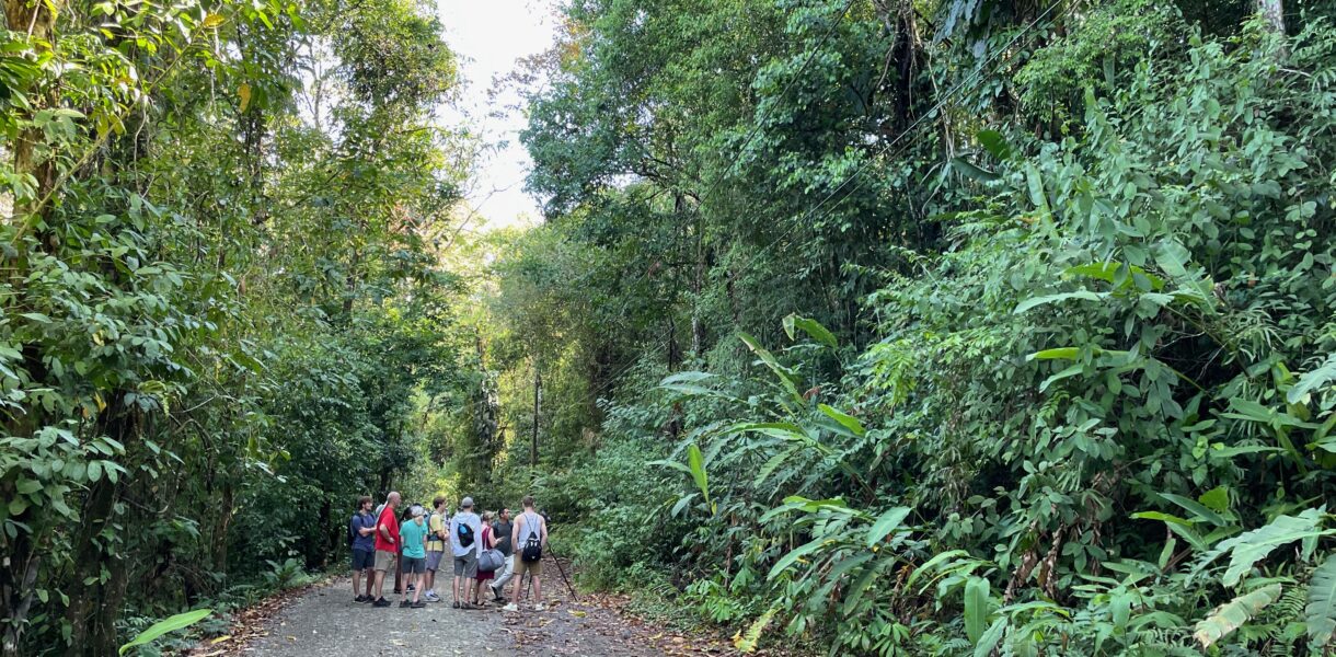 Geführte Touristengruppe auf einem breiten Weg, an den Seiten tropischer Regenwald