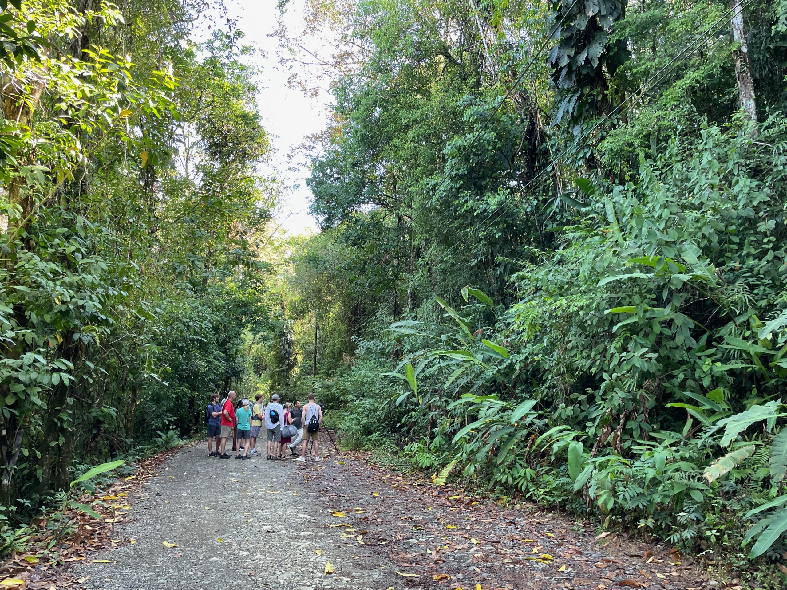 Geführte Touristengruppe auf einem breiten Weg, an den Seiten tropischer Regenwald
