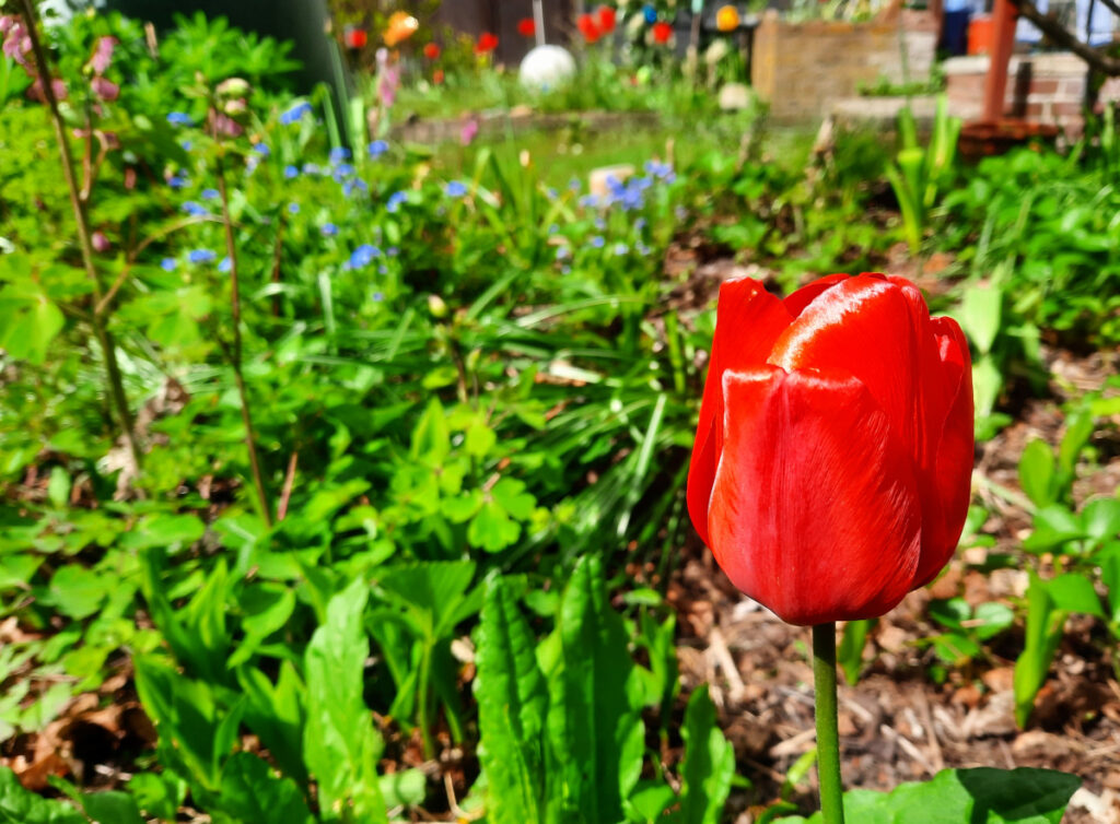 Grüner Garten mit roter Tulpe im Vordergrund