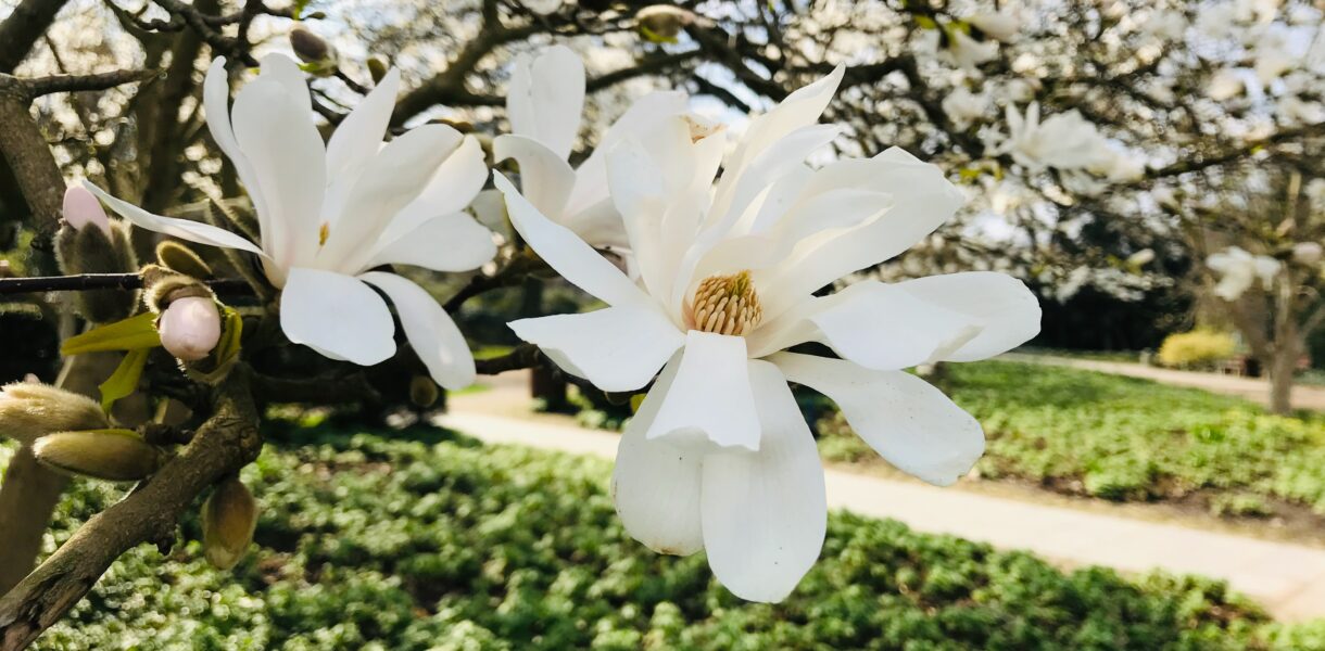 Blühende Bäume im Park