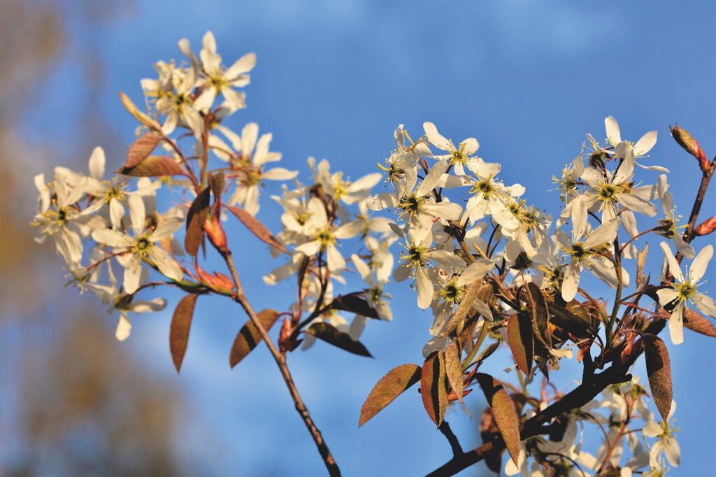 Eine blühende Felsenbirne im Frühjahr. Sie trägt zahlreiche sternenförmige weiße Blüten