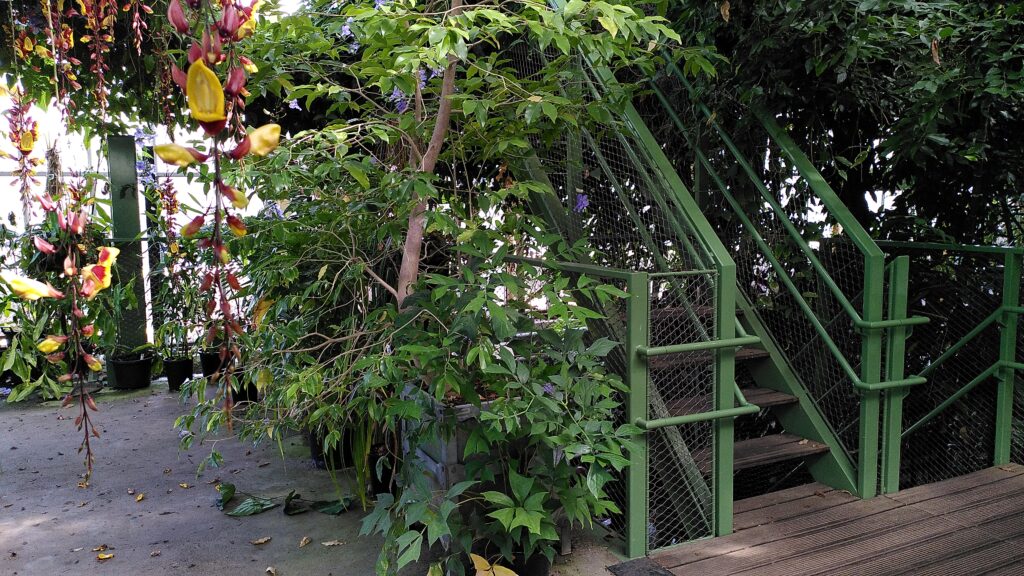Eine Treppe inmitten grüner Pflanzen in einem Gewächshaus