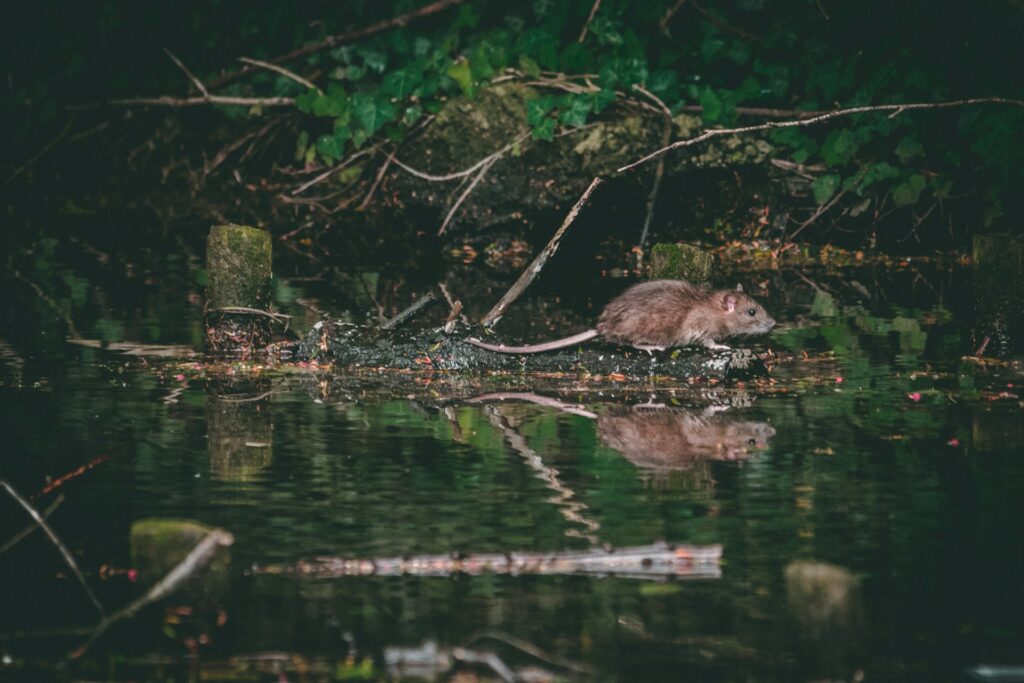 Eine braune Ratte bei Nacht am Rand eines Gewässers